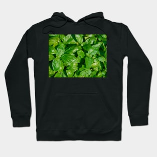 Basil Hoodie